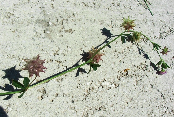 Trifolium resupinatum / Trifoglio risupinato